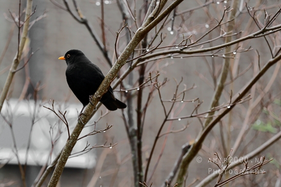 Common_blackbird_Nature_Birds_Photography_001_Canon_EOS_R5_Mark_II.JPG
