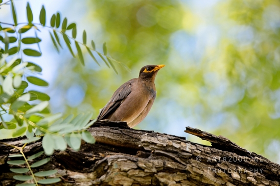Common_myna_mynah_nature_birds_Photography_004_Canon_EOS_R5_Mark_II.JPG