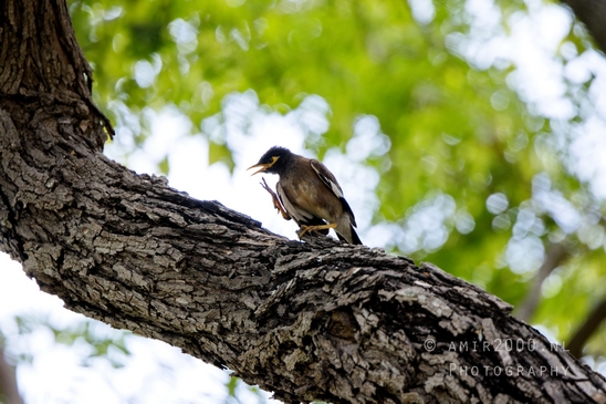 Common_myna_mynah_nature_birds_Photography_007_Canon_EOS_R5_Mark_II.JPG