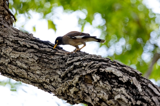 Common_myna_mynah_nature_birds_Photography_008_Canon_EOS_R5_Mark_II.JPG