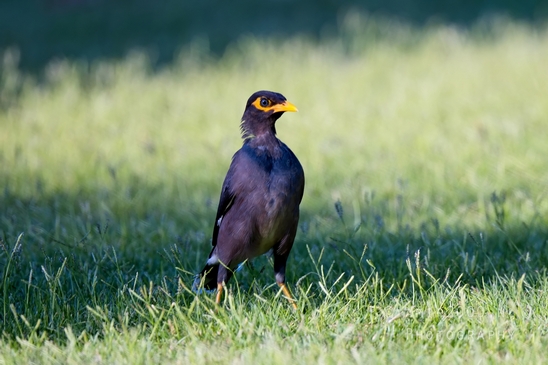 Common_myna_mynah_nature_birds_Photography_009_Canon_EOS_R5_Mark_II.JPG