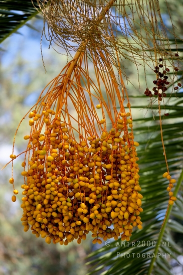 Date_palm_Phoenix_dactylifera_landscape_nature_Tel-Aviv_Israel_Tel_Aviv-jaffa_Photography_001_Canon_EOS_R5_Mark_II.JPG