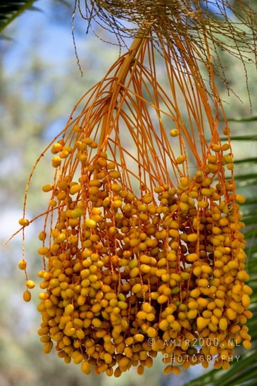 Date_palm_Phoenix_dactylifera_landscape_nature_Tel-Aviv_Israel_Tel_Aviv-jaffa_Photography_002_Canon_EOS_R5_Mark_II.JPG