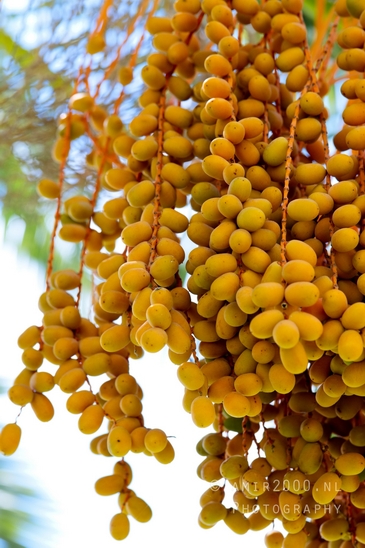 Date_palm_Phoenix_dactylifera_landscape_nature_Tel-Aviv_Israel_Tel_Aviv-jaffa_Photography_004_Canon_EOS_R5_Mark_II.JPG