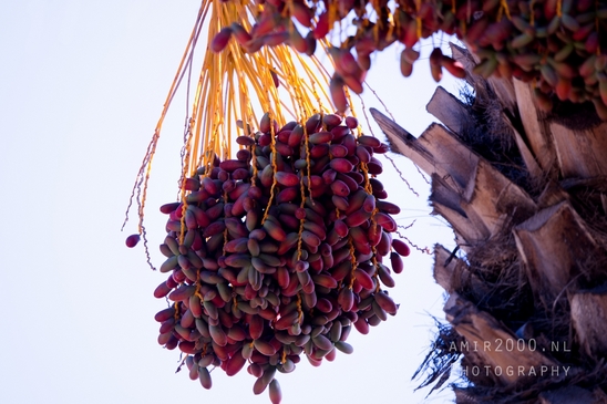 Date_palm_Phoenix_dactylifera_landscape_nature_Tel-Aviv_Israel_Tel_Aviv-jaffa_Photography_005_Canon_EOS_R5_Mark_II.JPG