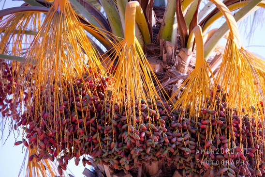 Date_palm_Phoenix_dactylifera_landscape_nature_Tel-Aviv_Israel_Tel_Aviv-jaffa_Photography_007_Canon_EOS_R5_Mark_II.JPG