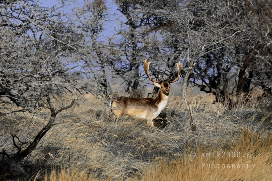 Deer_Hertachtigen_Amsterdamse_Waterleidingduinen_Fall_scenery_Nature_Landscape_Amsterdam_Netherlands_Photography_001_Canon_EOS_R5_Mark_II.JPG