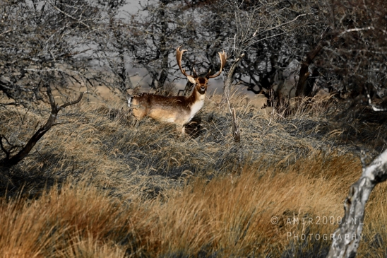 Deer_Hertachtigen_Amsterdamse_Waterleidingduinen_Fall_scenery_Nature_Landscape_Amsterdam_Netherlands_Photography_003_Canon_EOS_R5_Mark_II.JPG