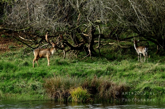Deer_Hertachtigen_Amsterdamse_Waterleidingduinen_Fall_scenery_Nature_Landscape_Amsterdam_Netherlands_Photography_005_Canon_EOS_R5_Mark_II.JPG