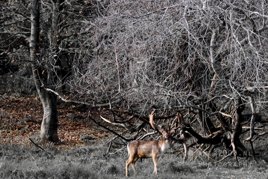 Deer_Hertachtigen_Amsterdamse_Waterleidingduinen_Fall_scenery_Nature_Landscape_Amsterdam_Netherlands_Photography_006_Canon_EOS_R5_Mark_II.JPG