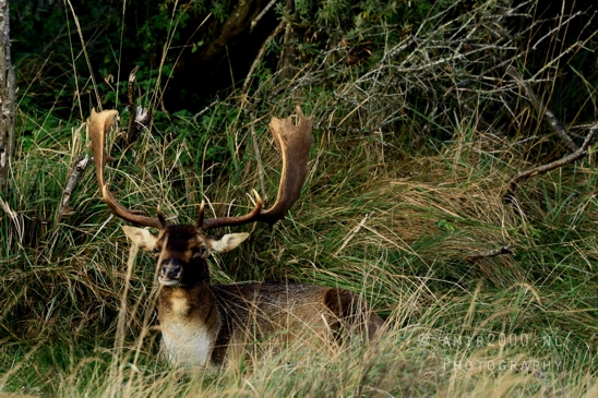 Deer_Hertachtigen_Amsterdamse_Waterleidingduinen_Fall_scenery_Nature_Landscape_Amsterdam_Netherlands_Photography_007_Canon_EOS_R5_Mark_II.JPG