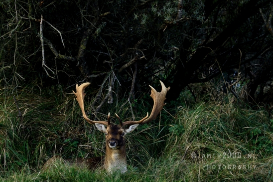 Deer_Hertachtigen_Amsterdamse_Waterleidingduinen_Fall_scenery_Nature_Landscape_Amsterdam_Netherlands_Photography_008_Canon_EOS_R5_Mark_II.JPG