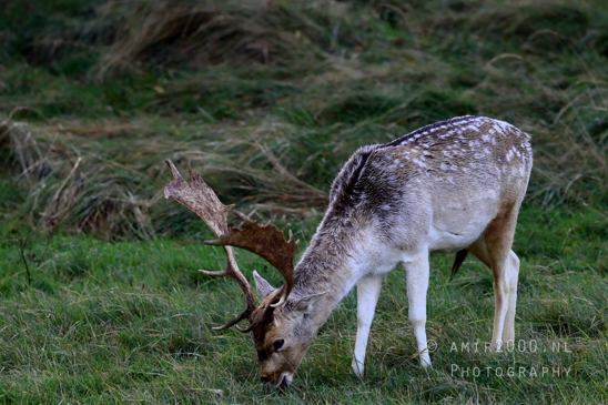 Deer_Hertachtigen_Amsterdamse_Waterleidingduinen_Fall_scenery_Nature_Landscape_Amsterdam_Netherlands_Photography_013_Canon_EOS_R5_Mark_II.JPG