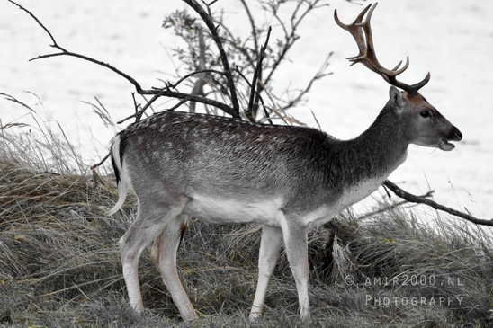 Deer_Hertachtigen_Amsterdamse_Waterleidingduinen_Fall_scenery_Nature_Landscape_Amsterdam_Netherlands_Photography_014_Canon_EOS_R5_Mark_II.JPG