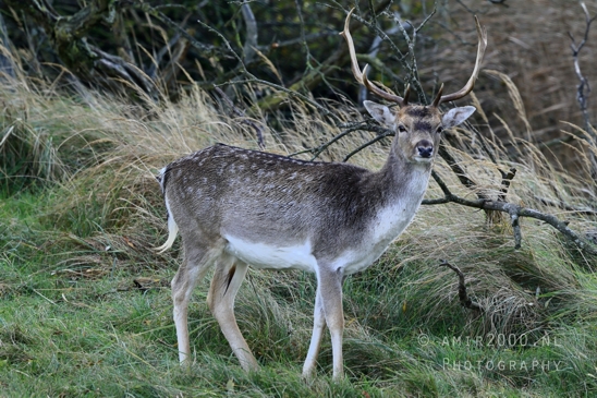 Deer_Hertachtigen_Amsterdamse_Waterleidingduinen_Fall_scenery_Nature_Landscape_Amsterdam_Netherlands_Photography_015_Canon_EOS_R5_Mark_II.JPG