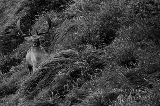 Deer_Hertachtigen_Amsterdamse_Waterleidingduinen_Fall_scenery_Nature_Landscape_Amsterdam_Netherlands_Photography_016_Canon_EOS_R5_Mark_II.JPG
