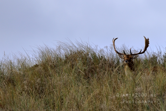 Deer_Hertachtigen_Amsterdamse_Waterleidingduinen_Fall_scenery_Nature_Landscape_Amsterdam_Netherlands_Photography_019_Canon_EOS_R5_Mark_II.JPG