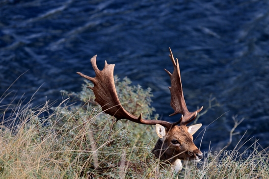 Deer_Hertachtigen_Amsterdamse_Waterleidingduinen_Fall_scenery_Nature_Landscape_Amsterdam_Netherlands_Photography_020_Canon_EOS_R5_Mark_II.JPG