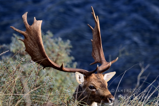 Deer_Hertachtigen_Amsterdamse_Waterleidingduinen_Fall_scenery_Nature_Landscape_Amsterdam_Netherlands_Photography_021_Canon_EOS_R5_Mark_II.JPG