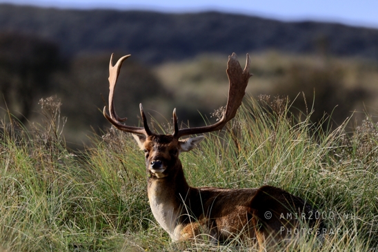 Deer_Hertachtigen_Amsterdamse_Waterleidingduinen_Fall_scenery_Nature_Landscape_Amsterdam_Netherlands_Photography_022_Canon_EOS_R5_Mark_II.JPG