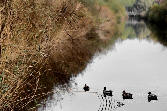 Ducks_Swimming_In_Pond_Nature_Landscape_Photography_001_Canon_EOS_R5_Mark_II.JPG