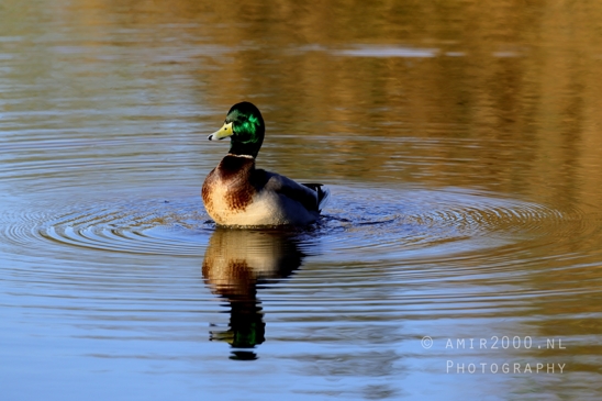 Ducks_Swimming_In_Pond_Nature_Landscape_Photography_002_Canon_EOS_R5_Mark_II.JPG