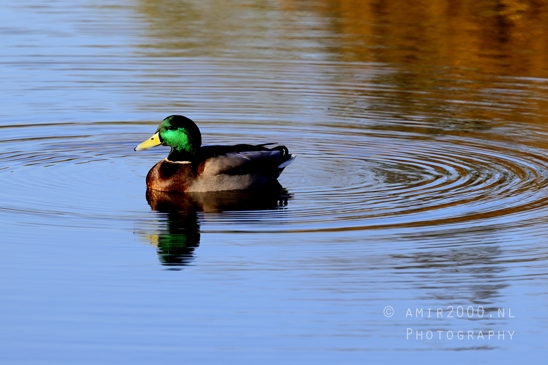 Ducks_Swimming_In_Pond_Nature_Landscape_Photography_003_Canon_EOS_R5_Mark_II.JPG