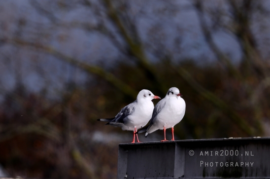 Duo_Seagull_on_a_roof_Nature_Landscape_Photography_001_Canon_EOS_R5_Mark_II.JPG