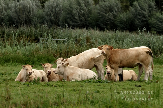 Dutch_cow_nature_koe_Landscape_Photography_001_Canon_EOS_R5_Mark_II.JPG