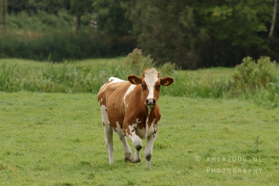 Dutch_cow_nature_koe_Landscape_Photography_002_Canon_EOS_R5_Mark_II.JPG