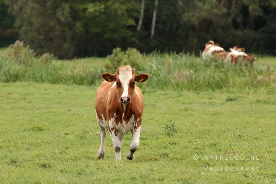 Dutch_cow_nature_koe_Landscape_Photography_003_Canon_EOS_R5_Mark_II.JPG