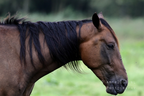 Dutch_horse_horses_nature_paard_Landscape_Photography_001_Canon_EOS_R5_Mark_II.JPG