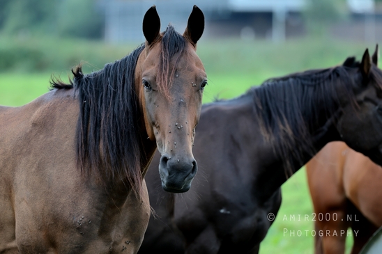 Dutch_horse_horses_nature_paard_Landscape_Photography_002_Canon_EOS_R5_Mark_II.JPG