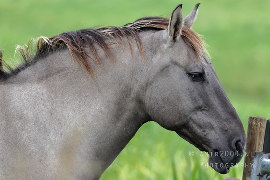 Dutch_horse_horses_nature_paard_Landscape_Photography_003_Canon_EOS_R5_Mark_II.JPG