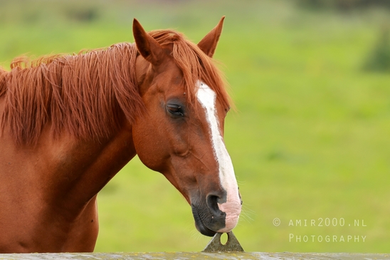 Dutch_horse_horses_nature_paard_Landscape_Photography_004_Canon_EOS_R5_Mark_II.JPG