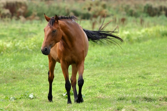 Dutch_horse_horses_nature_paard_Landscape_Photography_006_Canon_EOS_R5_Mark_II.JPG