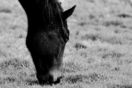 Dutch_horse_horses_nature_paard_Landscape_Photography_008_Canon_EOS_R5_Mark_II.JPG