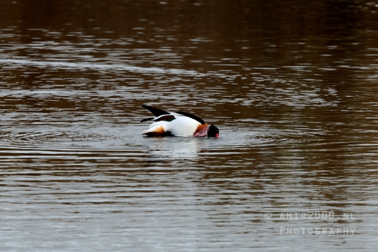 Eurasian_Wigeon_ducks_Mareca_penelope_Nature_Landscape_Photography_001_Canon_EOS_R5_Mark_II.JPG