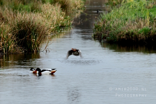 Eurasian_Wigeon_ducks_Mareca_penelope_Nature_Landscape_Photography_002_Canon_EOS_R5_Mark_II.JPG