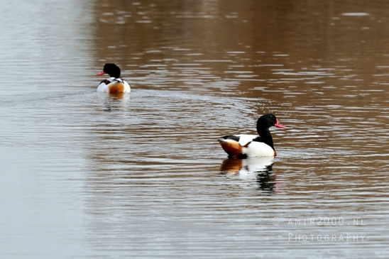 Eurasian_Wigeon_ducks_Mareca_penelope_Nature_Photography_Landscape_001_Canon_EOS_R5_Mark_II.JPG