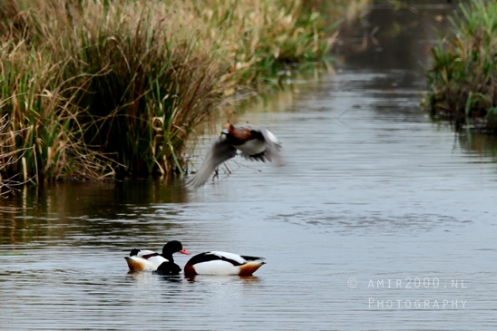 Eurasian_Wigeon_ducks_Mareca_penelope_Nature_Photography_Landscape_002_Canon_EOS_R5_Mark_II.JPG