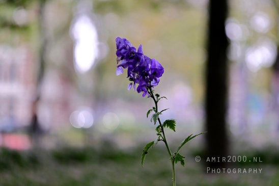 European_monkshood_purple_flower_Alexanderplein_Amsterdam_background_Nature_Landscape_Netherlands_Photography_001_Canon_EOS_R5_Mark_II.JPG