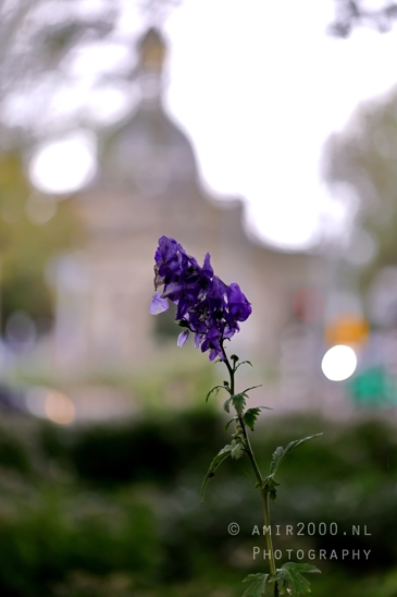 European_monkshood_purple_flower_Alexanderplein_Amsterdam_background_Nature_Landscape_Netherlands_Photography_002_Canon_EOS_R5_Mark_II.JPG