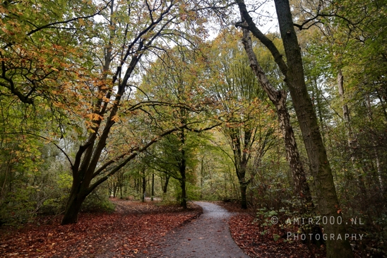 Fall_Autumn_scenery_Dutch_Nature_Landscape_Photography_016_Canon_EOS_R5_Mark_II.JPG