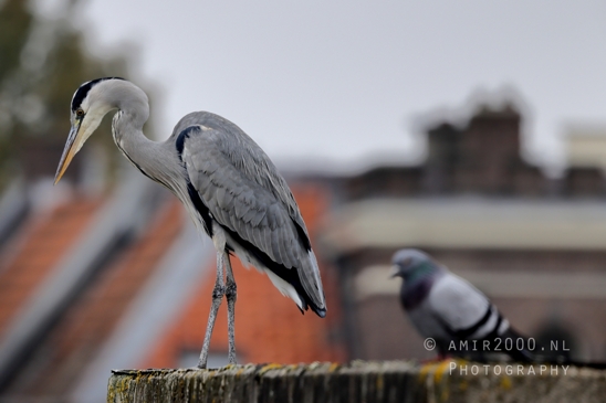 Great_blue_heron_Blauwe_reiger_Nature_Landscape_Photography_001_Canon_EOS_R5_Mark_II.JPG