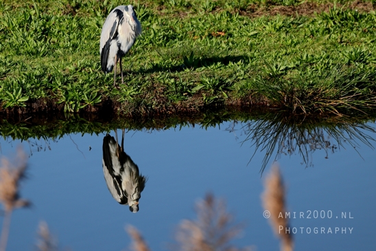Great_blue_heron_Blauwe_reiger_Nature_Landscape_Photography_002_Canon_EOS_R5_Mark_II.JPG