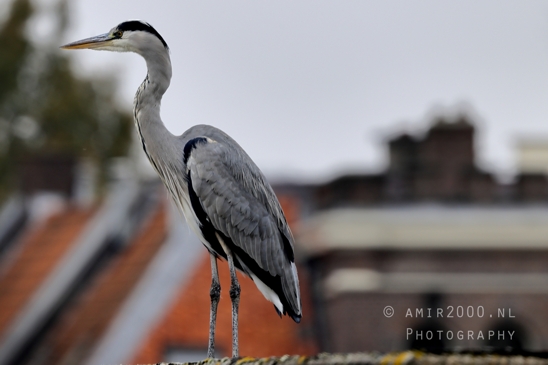 Great_blue_heron_Blauwe_reiger_Nature_Landscape_Photography_003_Canon_EOS_R5_Mark_II.JPG