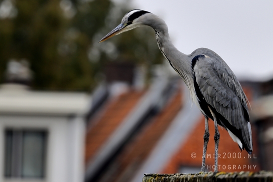 Great_blue_heron_Blauwe_reiger_Nature_Landscape_Photography_004_Canon_EOS_R5_Mark_II.JPG