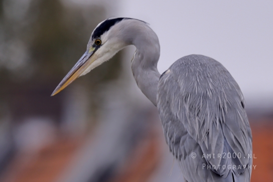 Great_blue_heron_Blauwe_reiger_Nature_Landscape_Photography_005_Canon_EOS_R5_Mark_II.JPG