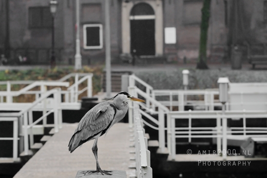Great_blue_heron_Blauwe_reiger_Nature_Landscape_Photography_007_Canon_EOS_R5_Mark_II.JPG